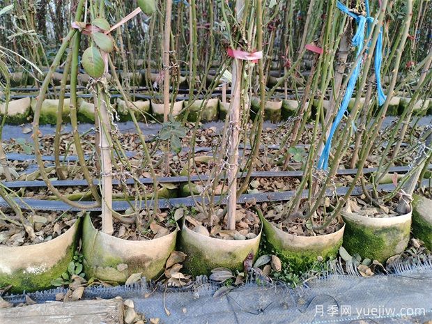南陽(yáng)基地2米高安吉拉月季批發(fā)供應(圖3)