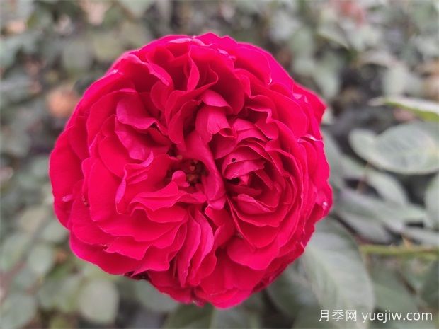 茶花女月季的優(yōu)點(diǎn)？與大地主月季有什么區別？(圖1)