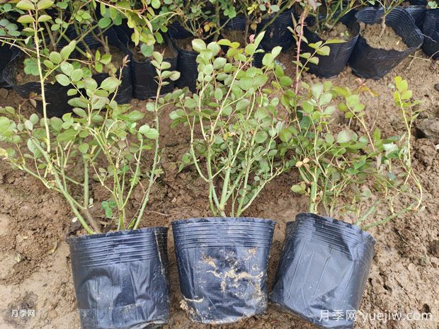 月季每平方米種多少株？不同株型1平方數量不同(圖2)