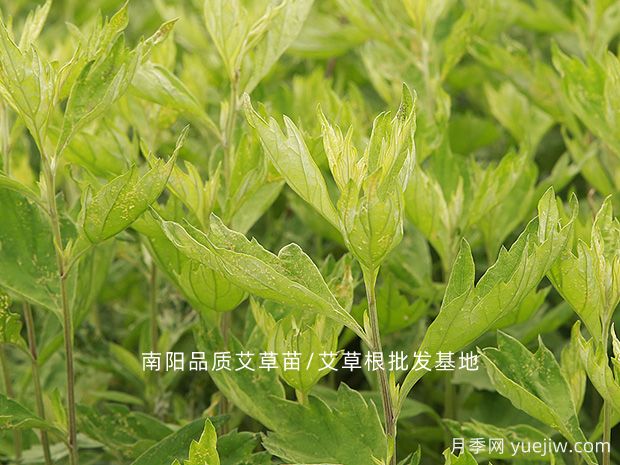 選品種植：中藥材創(chuàng  )業(yè)的秘訣(圖1)