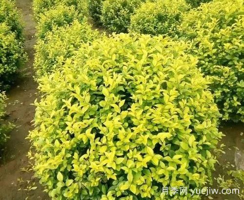 園林精品彩葉球類(lèi)植物匯總(圖3)
