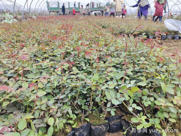 三月，園林植保養護月歷(圖1)