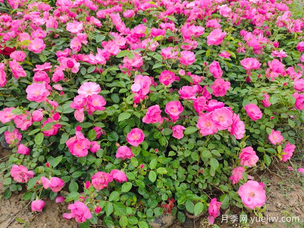 豐花月季花苗什么地方多？基地批發(fā)價(jià)格如何？(圖2)