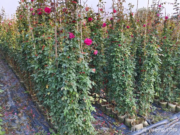 哪里有藤本月季花木賣(mài)？哪有大型爬藤月季基地？(圖2)
