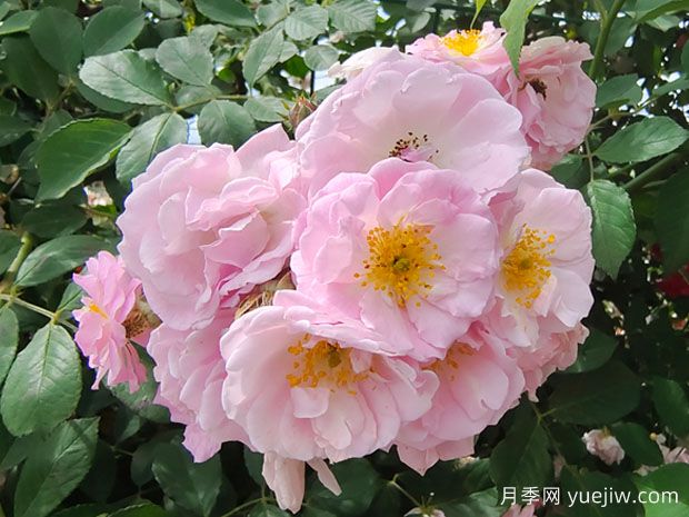 薔薇花怎么施肥？薔薇花施肥方法(圖1)