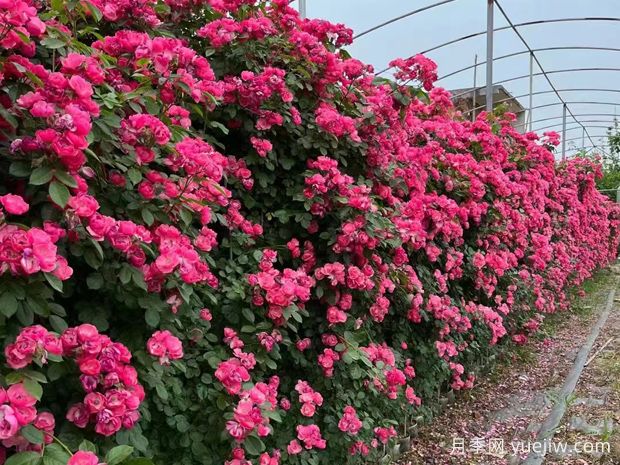 五種高顏值爬藤花，生長(cháng)迅速，輕松打造美麗花墻(圖1)