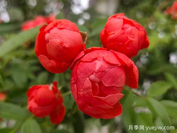 甜蜜紅木香，耐寒耐旱好養易活攀爬能力強(圖1)