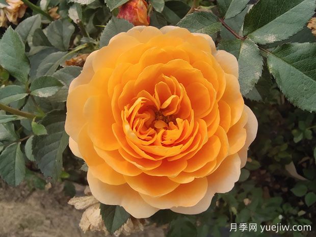 果汁陽(yáng)臺月季的種植方法(圖1)