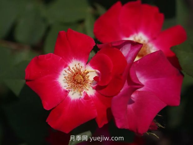 月季新品爭奇斗艷，是如何培育出來(lái)的？(圖2)