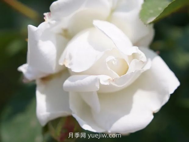 月季新品爭奇斗艷，是如何培育出來(lái)的？(圖3)
