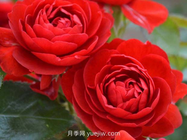 法國玫昂月季，品種匯集(圖8)