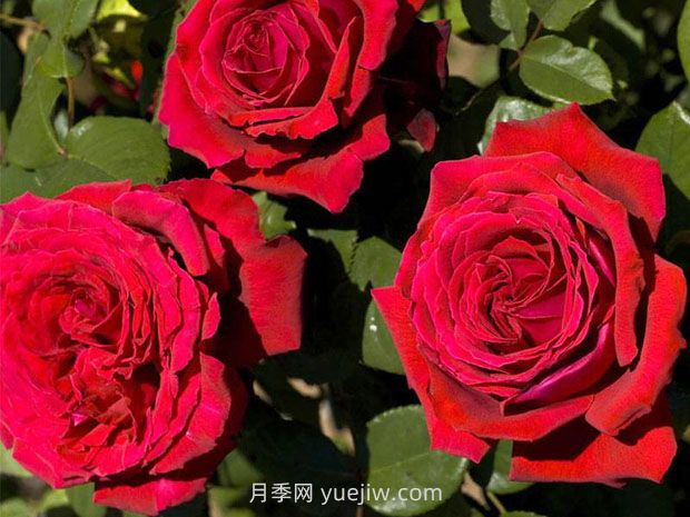 法國玫昂月季，品種匯集(圖7)