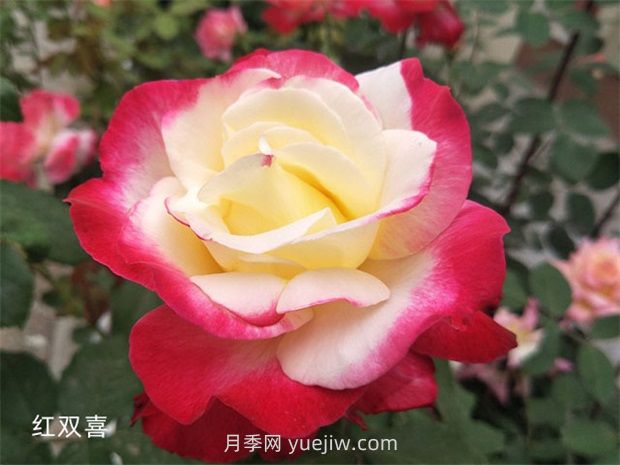 殿堂月季品種，18款被全世界深?lèi)?ài)的月季(圖4)