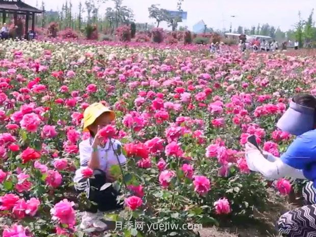 鹽城射陽(yáng)縣鶴鄉菊海8萬(wàn)株月季花盛放，打卡圣地(圖1)