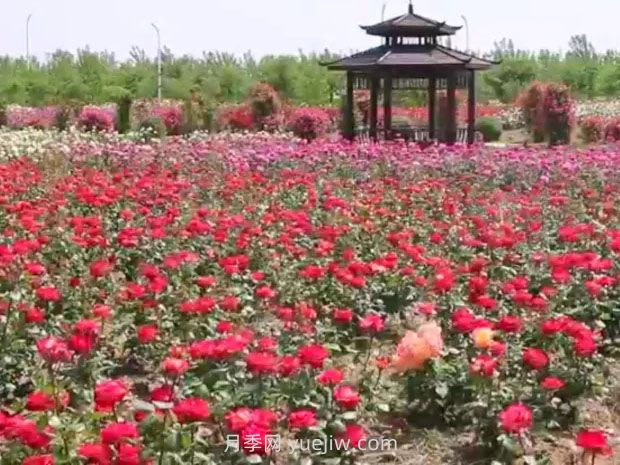 鹽城射陽(yáng)縣鶴鄉菊海8萬(wàn)株月季花盛放，打卡圣地(圖2)