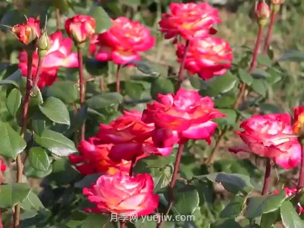 鹽城射陽(yáng)縣鶴鄉菊海8萬(wàn)株月季花盛放，打卡圣地(圖3)