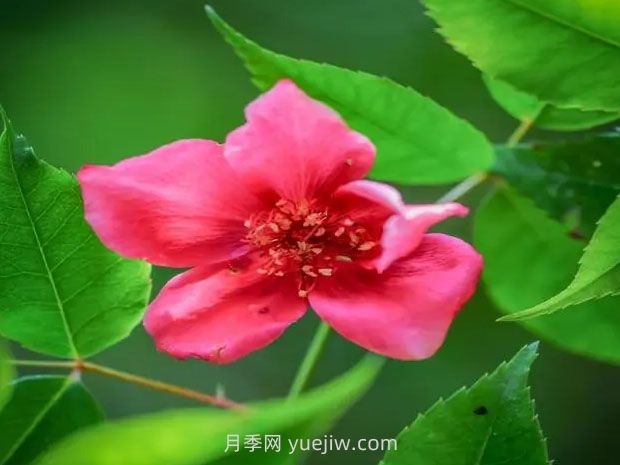 貴州石阡發(fā)現極危植物“亮葉月季”(圖1)