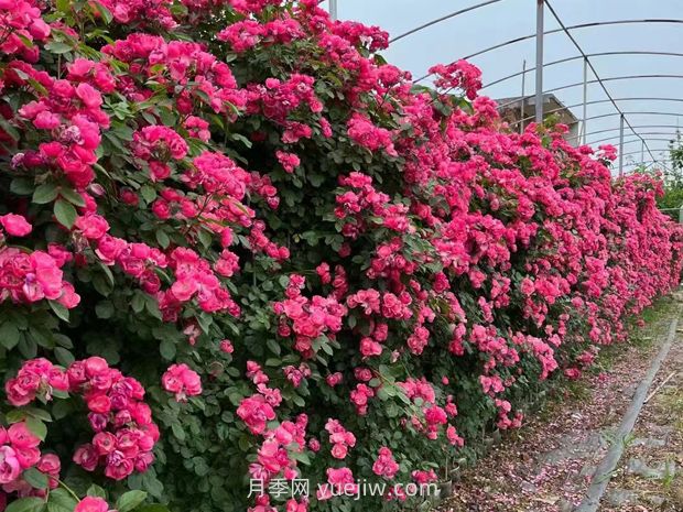 爬藤月季什么季節開(kāi)花？(圖2)
