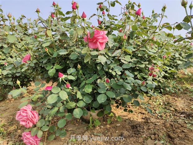 應對高溫種月季，夏天苗木種植如何提高成活率？(圖2)