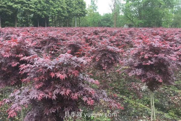 雞爪槭和紅楓的區別，四大不同之處(圖2)