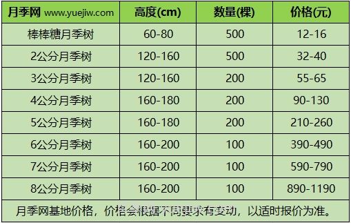 3公分月季樹(shù)多少錢(qián)？2025年樹(shù)狀月季新價(jià)格(圖1)