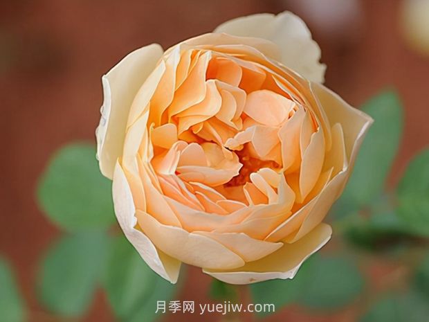 無(wú)名的裘德月季的優(yōu)缺點(diǎn)是什么？(圖1)