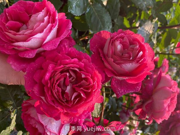 馬薩德醫生月季的優(yōu)缺點(diǎn)是什么？(圖1)