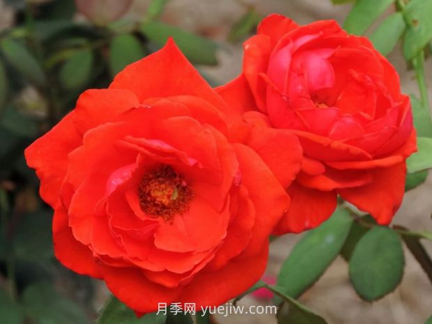 香云月季的優(yōu)缺點(diǎn)是什么？(圖1)