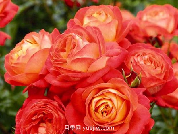 橙色浪漫月季的優(yōu)缺點(diǎn)是什么？(圖1)