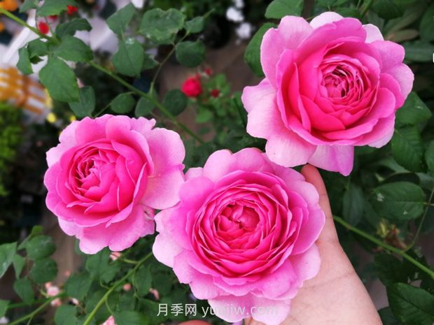 肯特公主月季的優(yōu)缺點(diǎn)是什么？(圖1)