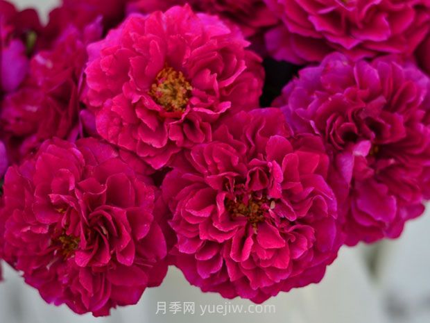 暮光之城月季的優(yōu)缺點(diǎn)是什么？(圖1)