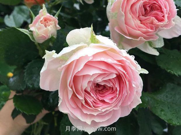 可愛(ài)微月，門(mén)廊絨球月季優(yōu)缺點(diǎn)有什么？(圖1)