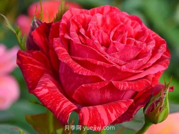 紅色直覺(jué)月季的優(yōu)缺點(diǎn)是什么？(圖1)