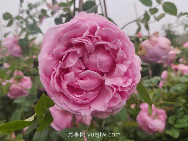 粉嫩可愛(ài)的自由精神月季優(yōu)缺點(diǎn)有什么？(圖1)