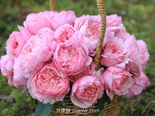 美咲月季的優(yōu)缺點(diǎn)是什么？(圖1)