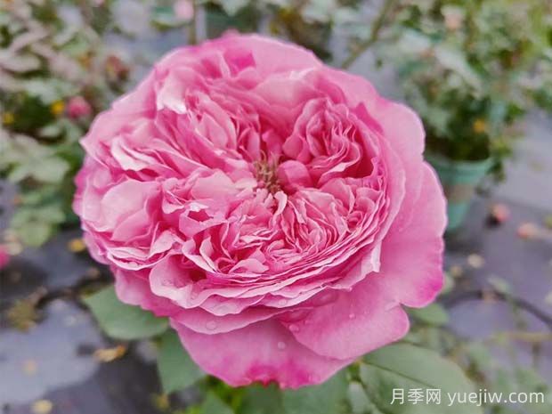 凱麗月季的優(yōu)缺點(diǎn)是什么？(圖1)