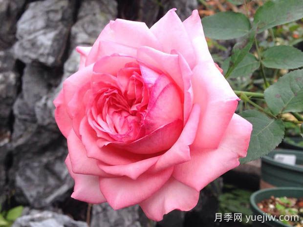 伊芙新娘月季花的優(yōu)缺點(diǎn)是什么？(圖1)