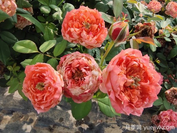 斑馬耐心月季有什么優(yōu)缺點(diǎn)？(圖1)