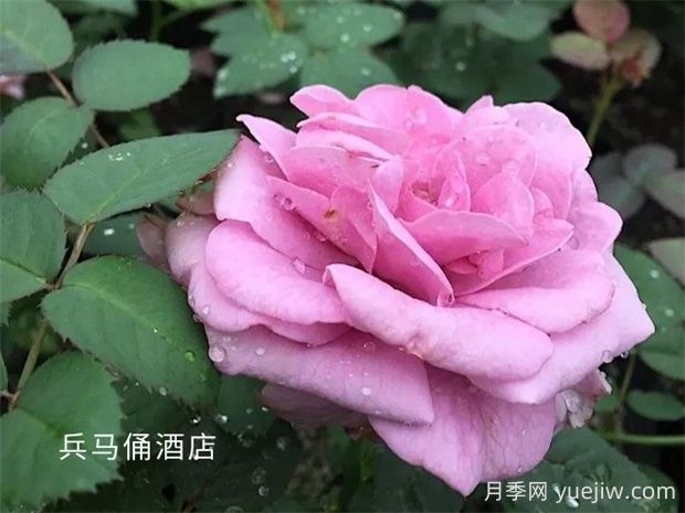 兵馬俑酒店月季的優(yōu)缺點(diǎn)是什么？(圖1)