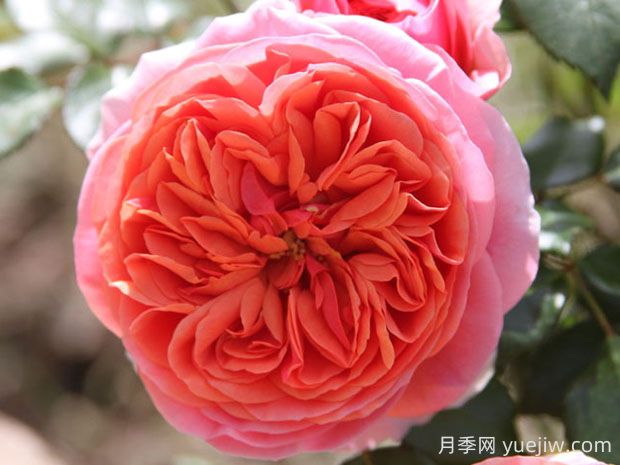 音樂(lè )廳月季的優(yōu)缺點(diǎn)是什么？(圖1)