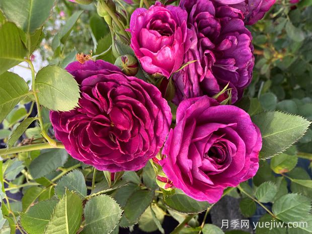 海潮之聲月季的優(yōu)缺點(diǎn)是什么？(圖1)