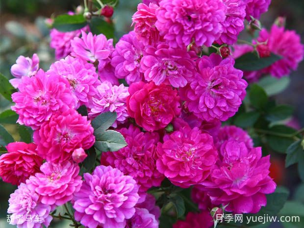 甜蜜馬車(chē)月季的優(yōu)缺點(diǎn)是什么？(圖1)
