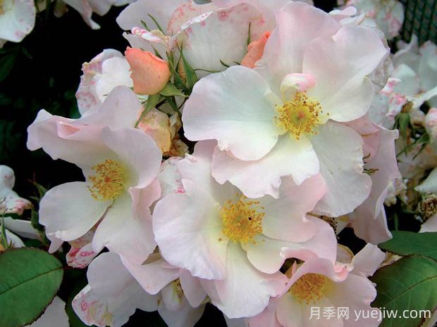 莎莉福爾摩斯月季的優(yōu)缺點(diǎn)是什么？(圖1)