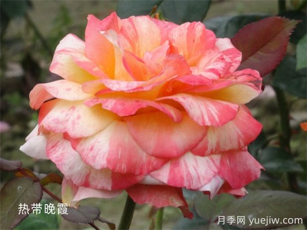 熱帶晚霞月季的優(yōu)缺點(diǎn)是什么？(圖1)