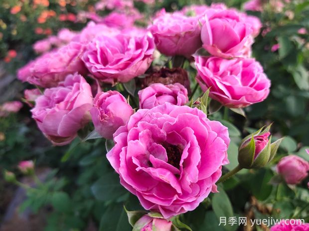 紫霧泡泡月季的優(yōu)缺點(diǎn)是什么？(圖1)