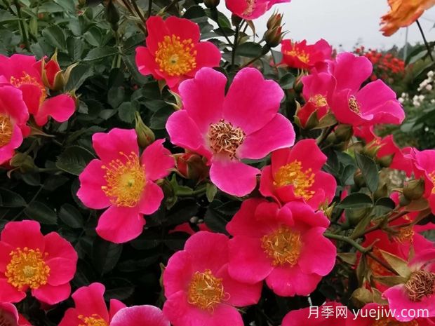 哈德?？≡录镜膬?yōu)缺點(diǎn)是什么？(圖1)