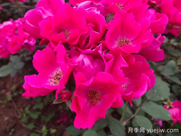 小桃紅月季的優(yōu)缺點(diǎn)是什么？(圖1)