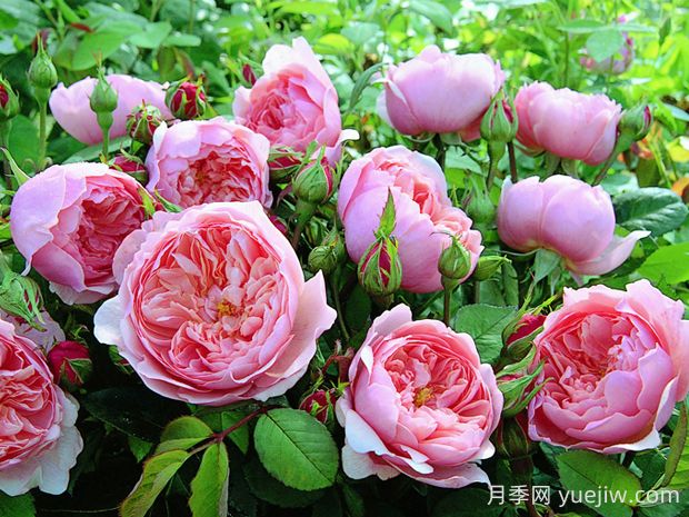 安尼克城堡月季的優(yōu)缺點(diǎn)是什么？(圖1)