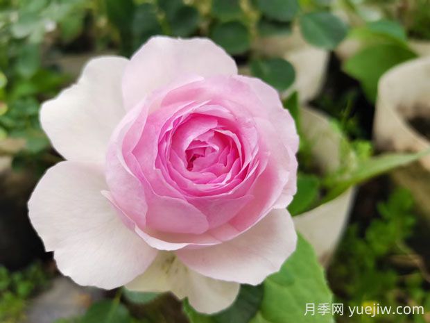 維薩里月季的優(yōu)缺點(diǎn)是什么？(圖1)