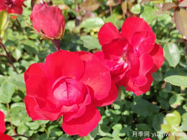 北京紅月季的優(yōu)缺點(diǎn)是什么？(圖1)